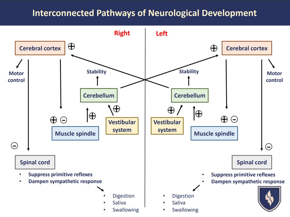 神経発達の相互関連